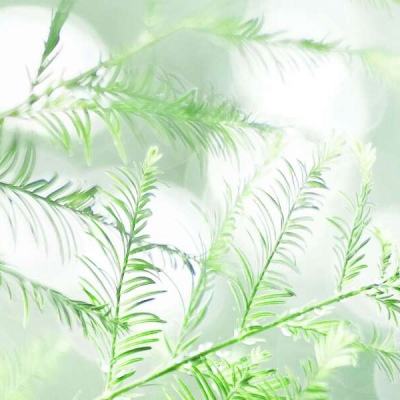果实能力新用法手游下载